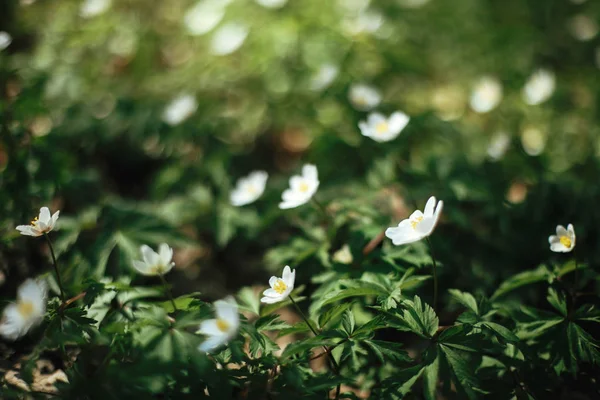 Schöne Anemonen blühen in sonnigen Frühlingshölzern. frisches Erster. wh — Stockfoto