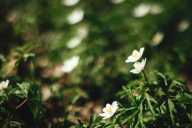 Güneşli bahar ormanda güzel anemon çiçekleri. Taze ilk wh