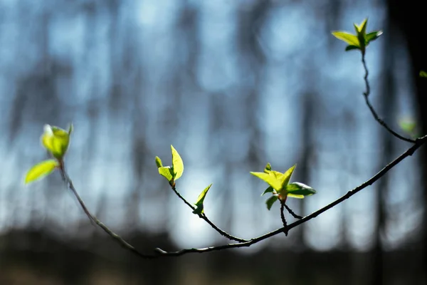 日当たりの良い春の青い空に緑の葉の新鮮な緑の芽がウーします。 — ストック写真