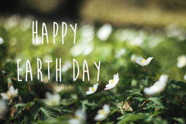 Mutlu Dünya Günü metin, tabelada sunn güzel anemon çiçeği.