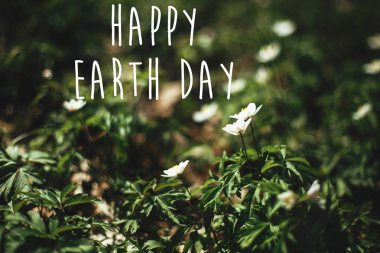 Mutlu Dünya Günü metin, tabelada sunn güzel anemon çiçeği.