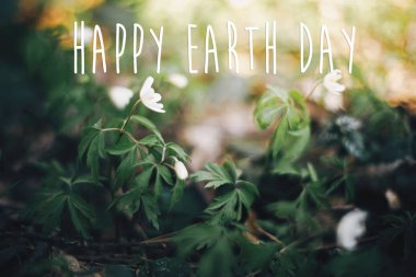 Mutlu Dünya Günü metin, tabelada sunn güzel anemon çiçeği.