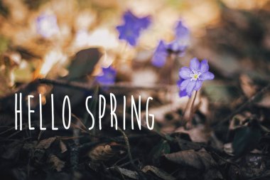 Merhaba bahar metin, güneşli spri mor çiçekler mantarı tabelada