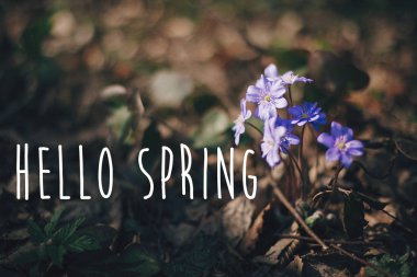 Merhaba bahar metin, güneşli spri mor çiçekler mantarı tabelada