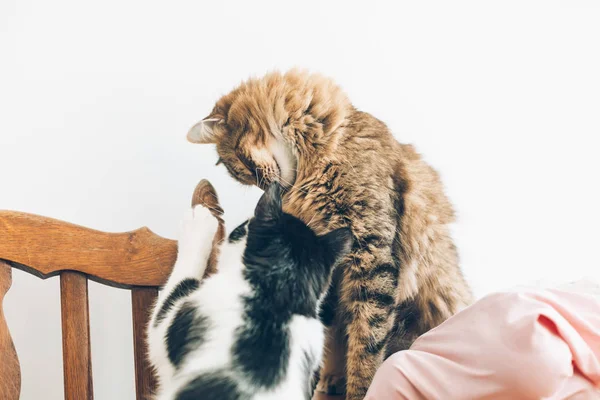 Lindos gatos jugando en comestibles frescos en bolsas eco reutilizables en woo — Foto de Stock