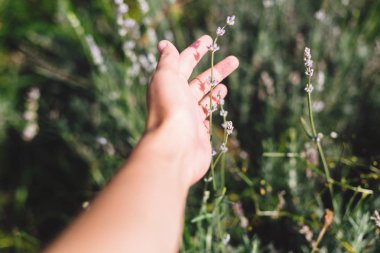 Kız el tutmak güzel lavanta çiçekler içinde güneşli ışık içinde m