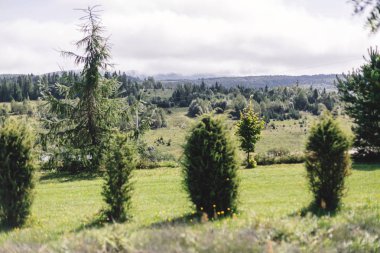 Güneşli dağlarda lavanta alanı ve ağaçları ile güzel tepe