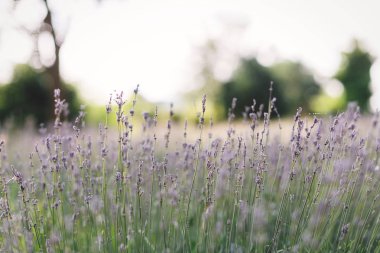 Çayır güneşli ışık güzel lavanta çiçekleri kapatmak. Lav