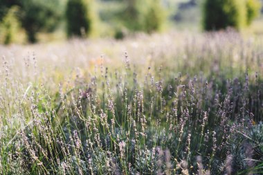 Çayır güneşli ışık güzel lavanta çiçekleri kapatmak. Lav