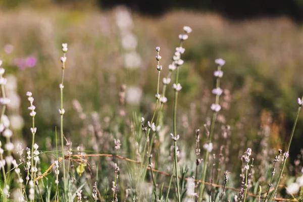 Indah bunga lavender di cahaya cerah di padang rumput. Lavender fi — Stok Foto
