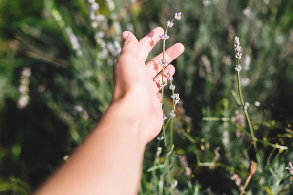 Девушка рука держит красивые цветы лаванды в солнечном свете в м — стоковое фото