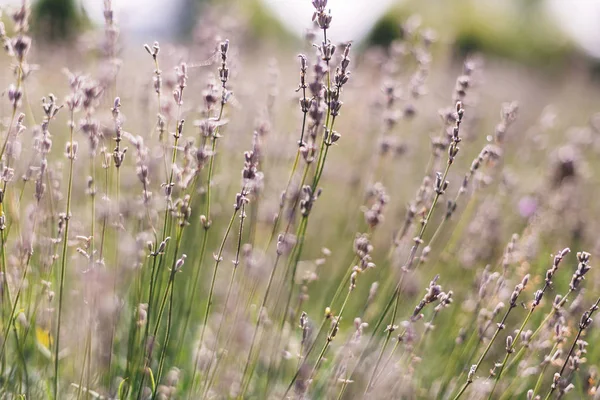 Bellissimi fiori di lavanda primo piano in luce solare nel prato. Lav — Foto Stock