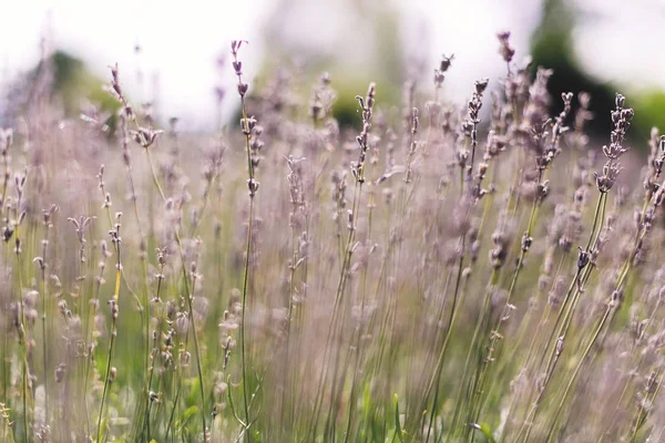 Indah bunga lavender menutup dalam cahaya pagi yang cerah di mea — Stok Foto