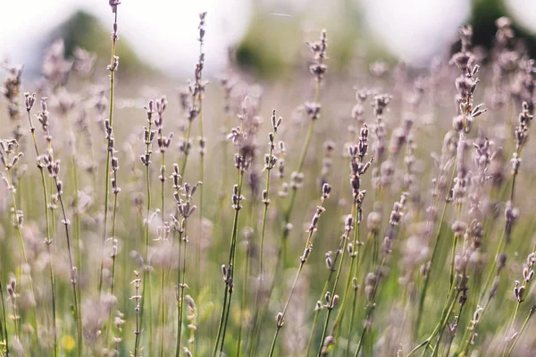 Beautiful lavender flowers closeup in sunny light in meadow. Lav — Stock Photo, Image