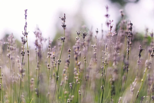 Indah bunga lavender menutup dalam cahaya pagi yang cerah di mea — Stok Foto