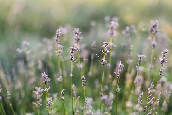 Indah bunga lavender dengan embun pagi di jaring laba-laba dekat — Stok Foto