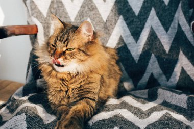 Sevimli tekir kedi oturma ve güneşli roo şık sandalyede esneme