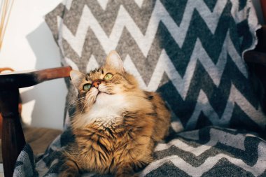 Sevimli tekir kedi güneşli odada şık sandalyede oturan. Maine coo