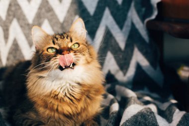 Sevimli tekir kedi oturma ve güneşli roo şık sandalyede esneme