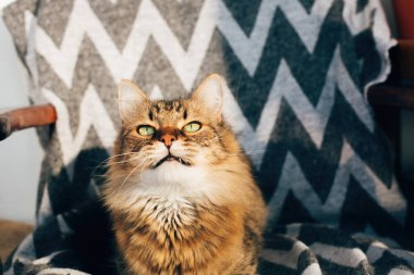 Sevimli tekir kedi güneşli odada şık sandalyede oturan. Maine coo