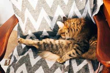 Sevimli tekir kedi oturma ve güneşli ro şık sandalyede damat