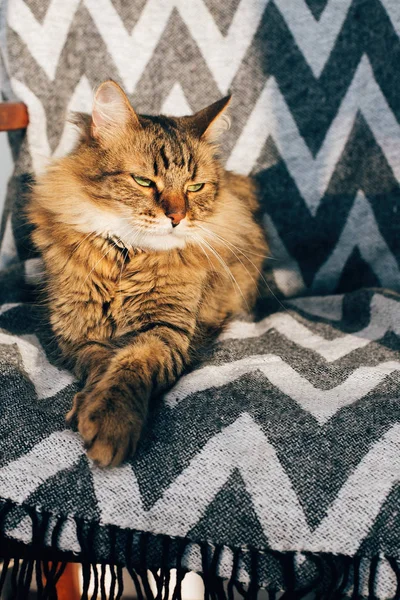 Lindo gato tabby sentado en silla elegante en habitación soleada. Maine coo —  Fotos de Stock