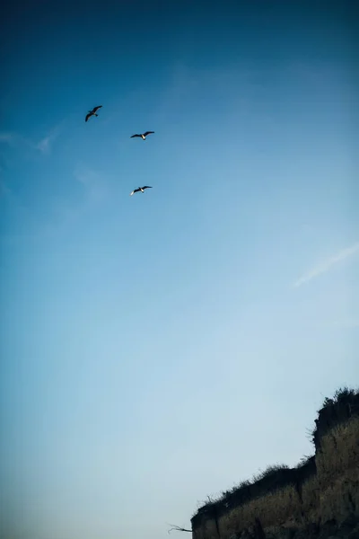 Beautiful seagulls flying in blue sky at sea. Sea birds seagulls — Stock Photo, Image