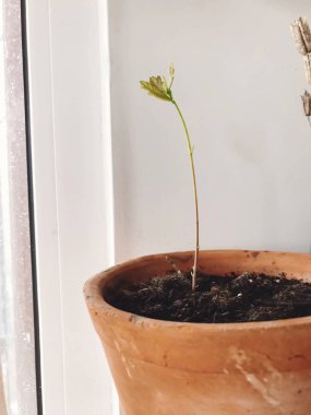 Yeni meşe ağacı kil pot kapalı büyüyen. Ağaçlandırma konsepti. 