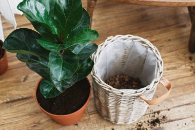 Repotting fiddle leaf fig tree in big modern pot. Ficus lyrata l