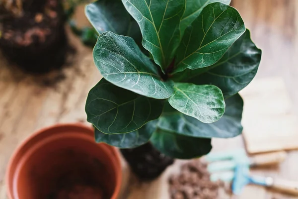 Repotting skrzypce liść figowy drzewo w wielkim nowoczesnym garnku. Ficus lyrata l — Zdjęcie stockowe