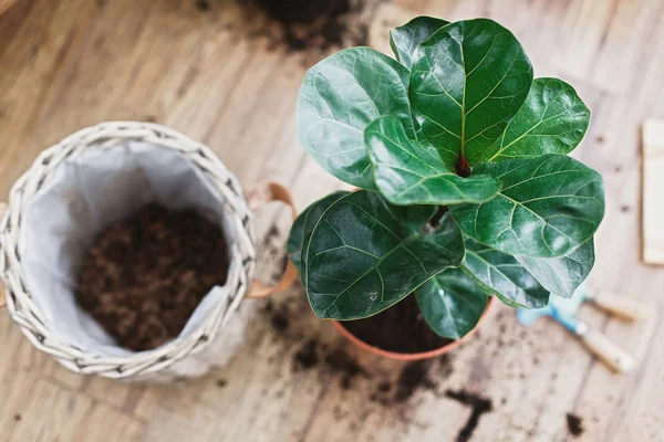 Umtopfen von Geige Blatt Feigenbaum in großen modernen Topf. Ficus lyrata l — Stockfoto