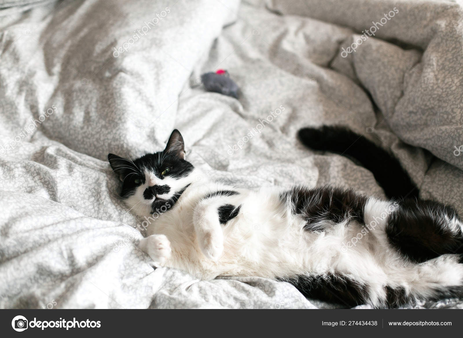 Chat Noir Et Blanc Paresseux Mignon Avec Moustache Jouant Avec La Souris Image Libre De Droit Par Sonyachny C