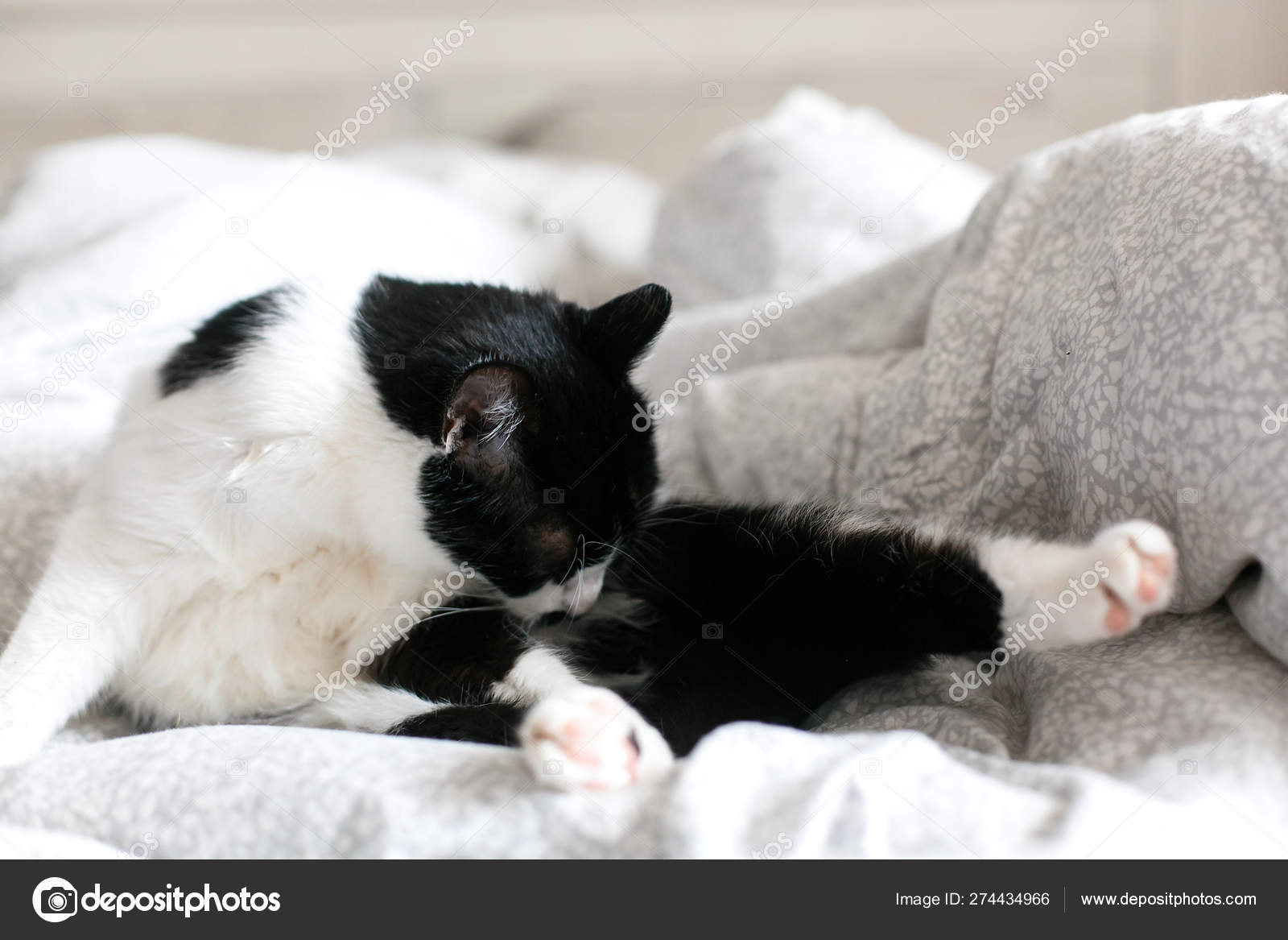 Chat Mignon Avec Moustache Toilettant Sur Le Lit Drole Noir Et Blanc K Image Libre De Droit Par Sonyachny C Chat Mignon Avec Moustache Toilettant Sur Le Lit Drole Noir Et Blanc K Image Libre De Droit Par Sonyachny C