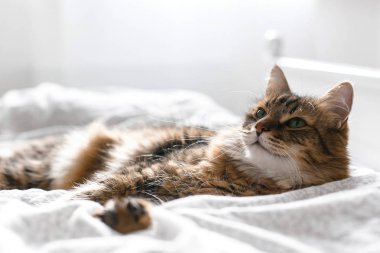 Güneşli parlak şık odada beyaz yatakta rahatlatıcı sevimli kedi. Mai