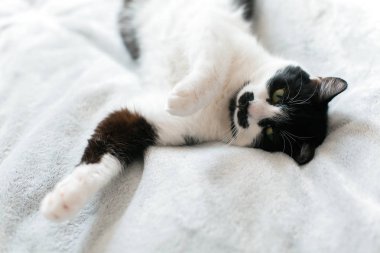 Sevimli kedicik sevimli beyaz yatakta uyku. Tatlı siyah beyaz