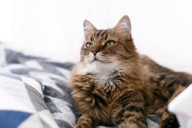 Sevimli kedi yastıklar arasında oturan ve şık pencerede rahatlatıcı
