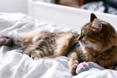 Maine coon kedi güneşli stil beyaz yatakta fare oyuncak ile oynuyor