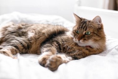 Maine coon kedi yalan ve güneşli parlak s beyaz yatakta rahatlatıcı