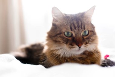 Sevimli kedi güneşli şık ro beyaz yatakta fare oyuncak ile oynuyor