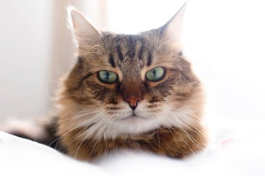 Maine coon kedi yalan ve güneşli parlak s beyaz yatakta rahatlatıcı