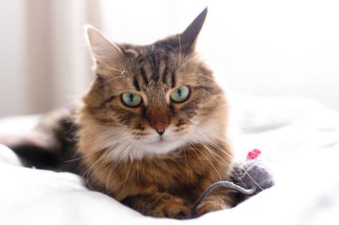 Maine coon kedi güneşli stil beyaz yatakta fare oyuncak ile oynuyor