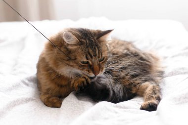 Maine coon kedi oynarken ve güneşli stil beyaz yatakta oyuncak ısırma