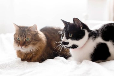 Maine coon ve bıyık lı kedi komik duygularla dinleniyor