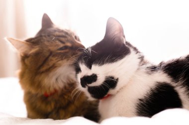 Maine rakun yalama ve onun komik arkadaşı kedi kulak, sitti temizlik