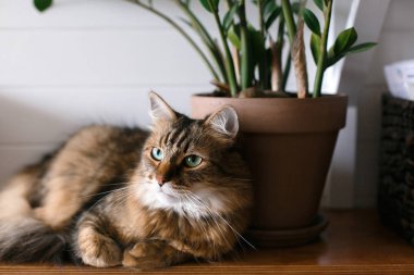 Sevimli kedi s ahşap rafta yeşil bitki dalları altında oturan
