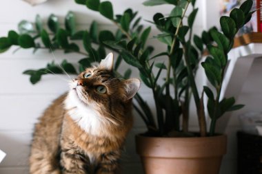Sevimli kedi yeşil bitki dalları altında oturan ve ahşap üzerinde rahatlatıcı