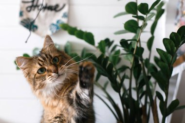 Maine coon pençe ile oynarken ve komik duygular ile bakarak 