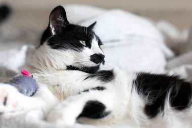 Fare oyuncak o ile oynarken bıyıklı sevimli siyah beyaz kedi