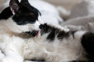 Yatakta bıyıklı sevimli kedi. Komik siyah beyaz k