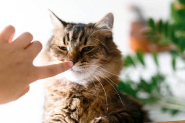 Sevimli kedi yeşil bitki dalları altında oturan ve Sahibi han ısırma